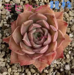 2025年最新】モヒカン多肉植物の人気アイテム - メルカリ