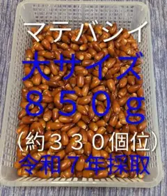 どんぐり　マテバシイ 大サイズ ８５０g(約３３０個位)