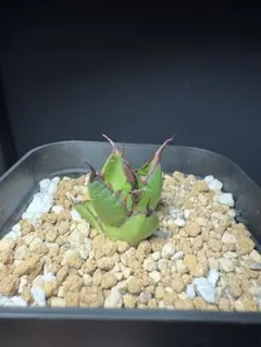 アガベ ホリダ　選抜実生株　子株　連刺　初出し株 アガベ ホリダ 選抜実生株 子株 連刺 初出し株