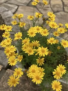 たま様 リクエスト 2点 まとめ商品