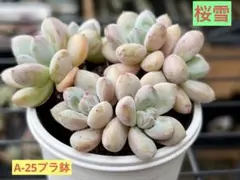 花火 多肉植物 プラグ苗(抜き苗)3苗 ランダム発送 - メルカリ