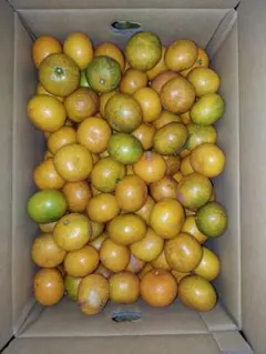 ふーちゃん様専用大福用みかん農薬化学肥料除草剤不使用box80箱込み7.4kg