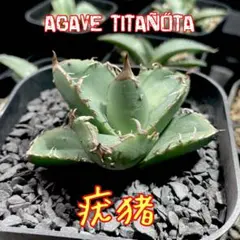 アガベ ポタトラム 風雷神Agave potatorum Furaijin発根済 - メルカリ