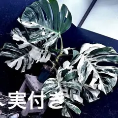 斑入りモンステラ ホワイトタイガー極美大株649cm白斑多 - メルカリ