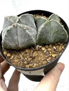 2025年最新】ランポー玉の人気アイテム - メルカリ