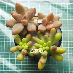 こけもも様 リクエスト 4点 まとめ商品