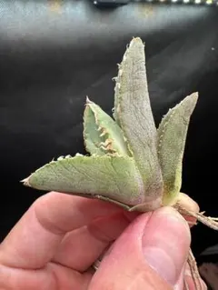 オニヒカゲワラビの苗 600g - メルカリ