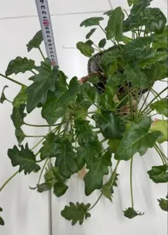 ケファロペンタンドラ・エキローサ 希少種 塊根植物 コーデックス 良型