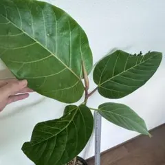 2025年最新】フィカス グランディスの人気アイテム - メルカリ