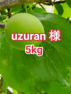 uzuran様　山梨県産　新鮮　青梅　白加賀梅　5kgのサムネイル