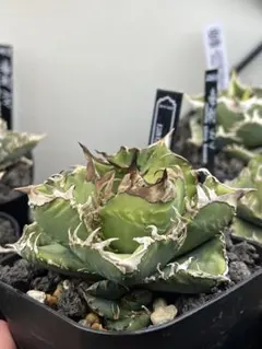 2025年最新】皇冠 アガベの人気アイテム - メルカリ