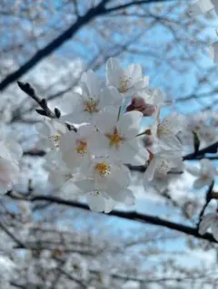 まーちゃん8989様専用