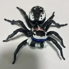 いきもの大図鑑 ピーコックスパイダー ペルソナータス(オス)