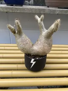 メルカリ