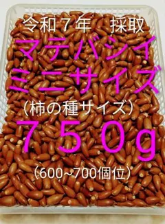 Ｒ７年採取　どんぐり　マテバシイ　ミニサイズ ７５０g(約６００~７００個位)