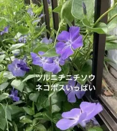 コタロー様 リクエスト 2点 まとめ商品