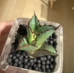 2025年最新】レッドキャットウィーズルの人気アイテム - メルカリ