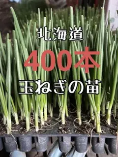 2026年最新】北もみじ2000の人気アイテム - メルカリ