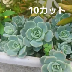 白牡丹　多肉植物　カット苗　10個セットのサムネイル