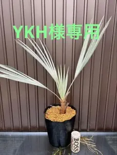 ブラヘアアルマータ　H900mm 引き取り限定 ブラヘアアルマータ H900mm 引き取り限定 カラービット 段付タイプ 2本