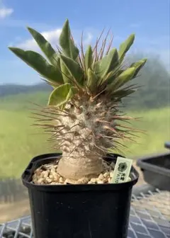 2025年最新】光堂 パキポディウムの人気アイテム - メルカリ