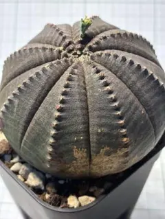 b168特選 ユーフォルビア オベサEuphorbia obesa特大株 - メルカリ