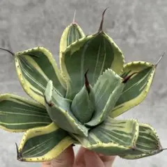 2025年最新】パリートランカータの人気アイテム - メルカリ