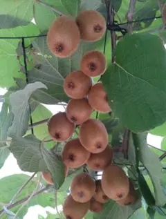 Elcomic様 リクエスト 3点 まとめ商品