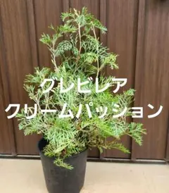バンクシア　レプトフィラ　7号ポット苗X ドライガーデン　オージープランツ バンクシア レプトフィラ 7号ポット苗X ドライガーデン オージー