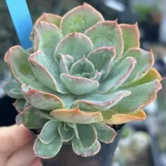 おらいさん苗3点セット　札付きポットごとメルカリ便　バラ売り不可 2025年最新】おらいさんの人気アイテム - メルカリ