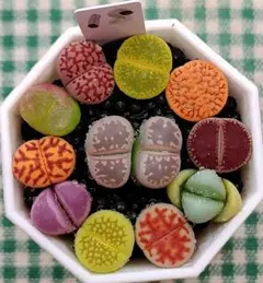 toshi様 リクエスト 6点 まとめ商品