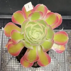 93 #観葉植物アエオニウム錦❤️富士雪錦❤️3大頭6-7 子芽14cm 拔き苗