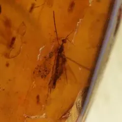 虫入り琥珀化石 ミャンマーカムティかタナイ - メルカリ