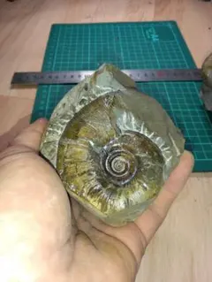 2025年最新】北海道 アンモナイトの人気アイテム - メルカリ