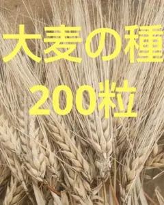 大麦の種 200粒のサムネイル