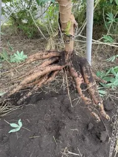 植え付け適期★40本、キャッサバ芋,芽出し苗★食味最高峰ゴールデン種・キャッサバ 植え付け適期☆40本、キャッサバ芋,芽出し苗☆食味最高峰