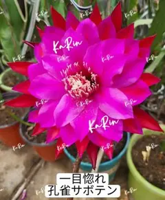 20−宝盒 超人気 孔雀サボテン 複色大輪咲き カット苗2枚 - メルカリ