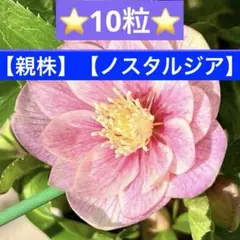 発送お任せ❣️■大木ナーセリー 名花「玉」 ■クリスマスローズ ひとつひとつの違いにこだわり新世代のクリスマスローズを育てる「大木