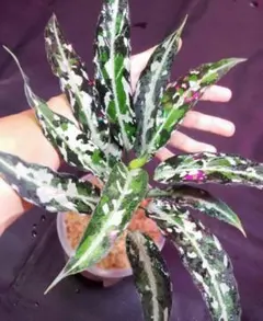 LA便 鏡華-阿wf-1 Aglaonema pictum - メルカリ
