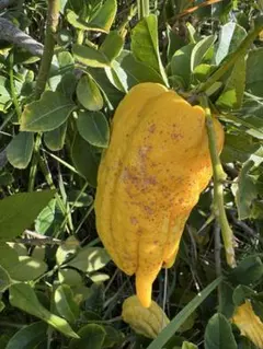 もこさん様専用ページ