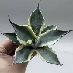 ア*ん様 【龍門】アガベ　特選　多肉植物 パラサナ ファイヤーボール　極上株のサムネイル