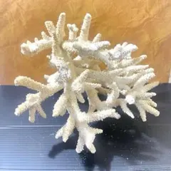 希少 天然特大 パイプオルガンサンゴ 珊瑚骨格 希少 天然特大 パイプオルガンサンゴ 珊瑚骨格 - メルカリ