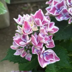 ★紫陽花 挿し穂2本のサムネイル