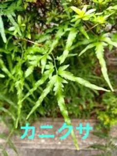 カニクサの苗　３株〜５株　５号鉢用のサムネイル