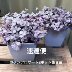 imaragan‼️ アメリカーナ4株セット　メルカリ便抜き苗発送！ imaragan様専用‼️ アメリカーナ4株セット メルカリ便抜き苗発送