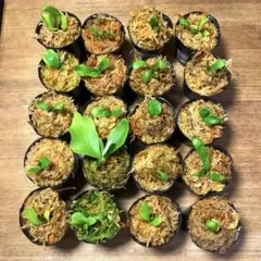 ビカクシダ4種セット　シュプール、OMG、ペドロ、ホワイトギズモ ビカクシダ4種セット シュプール、OMG、ペドロ、ホワイトギズモ