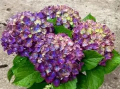 ☆塩原花園☆新品種☆ナユタ 超レア☆4.5号鉢☆4月末〜発送☆ - メルカリ