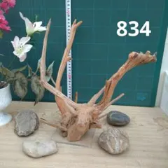 883ホーンウッド灰汁抜き硬質天然流木 約52cm 枝状 インテリア装飾