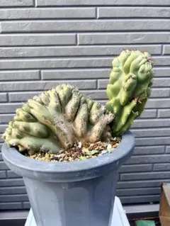 み*の様 サボテン　岩石獅子　柱サボテン　福禄寿　ウチワサボテン　多肉植物　観葉 サボテン 岩石獅子 柱サボテン 福禄寿 ウチワサボテン 多肉植物 観葉