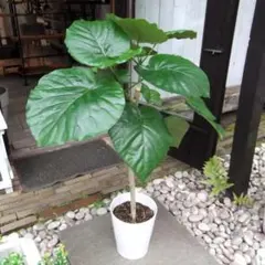 フィカス・ウンベラータ 8号 147cm S-shaped tree form - メルカリ